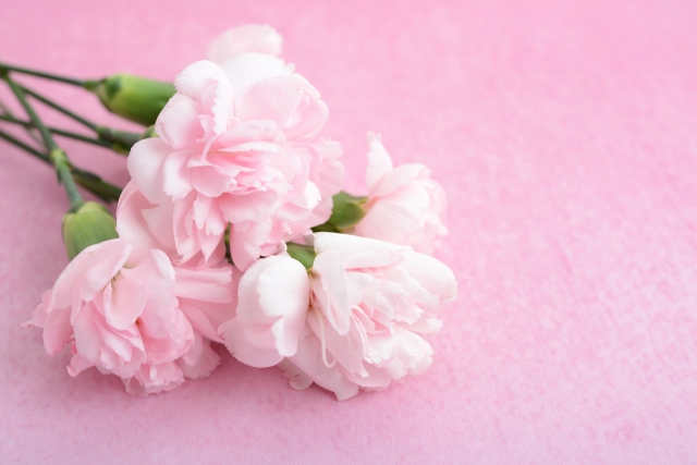 ピンクのカーネーション